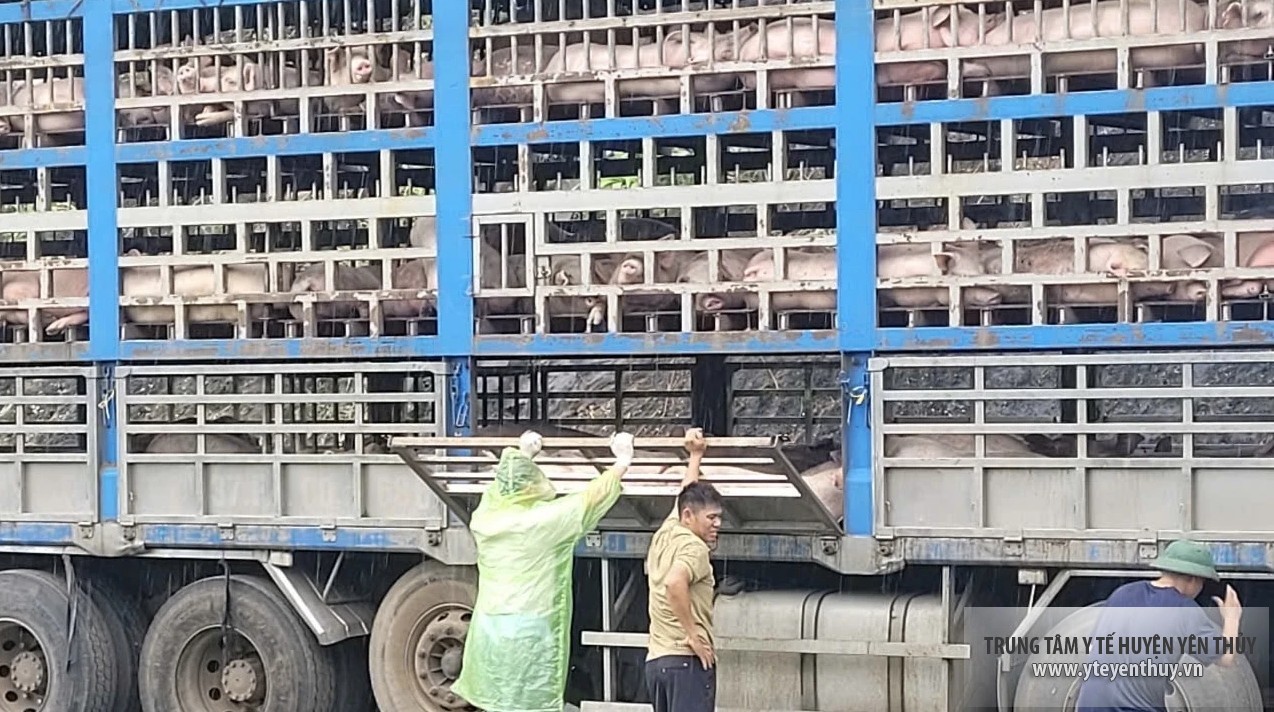 Lực lượng chức năng kịp thời ngăn chặn 1 xe chở lợn bị nhiễm bệnh đang trên đường đi tiêu thụLực lượng chức năng kịp thời ngăn chặn 1 xe chở lợn bị nhiễm bệnh đang trên đường đi tiêu thụ