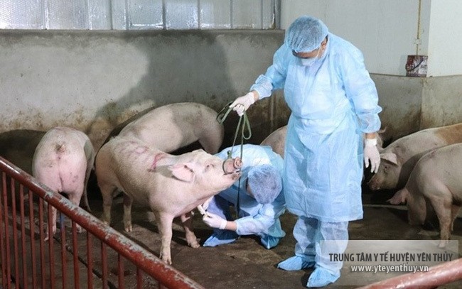 HÃY SỬ DỤNG THỰC PHẨM AN TOÀN TRONG DỊCH BỆNH TẢ LỢN CHÂU PHI